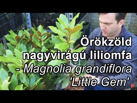 Örökzöld nagyvirágú liliomfa - Magnolia grandiflora 'Little Gem'