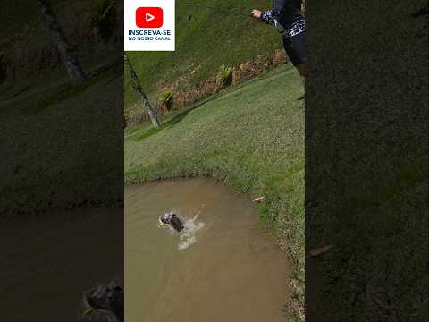 Trairão bravo demais, fazendo a alegria do pescador! #fishing #trairão #shortvideo #shorts