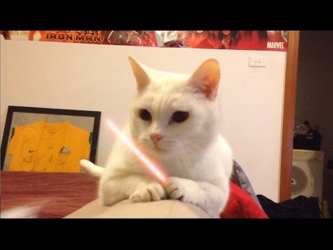 The Force Awakens - Jedi Cat Strikes!