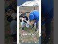 Avoid Accidental Breeding Vetmed Veterinary Puppy Shorts Vetshorts Animalhealth Animals
