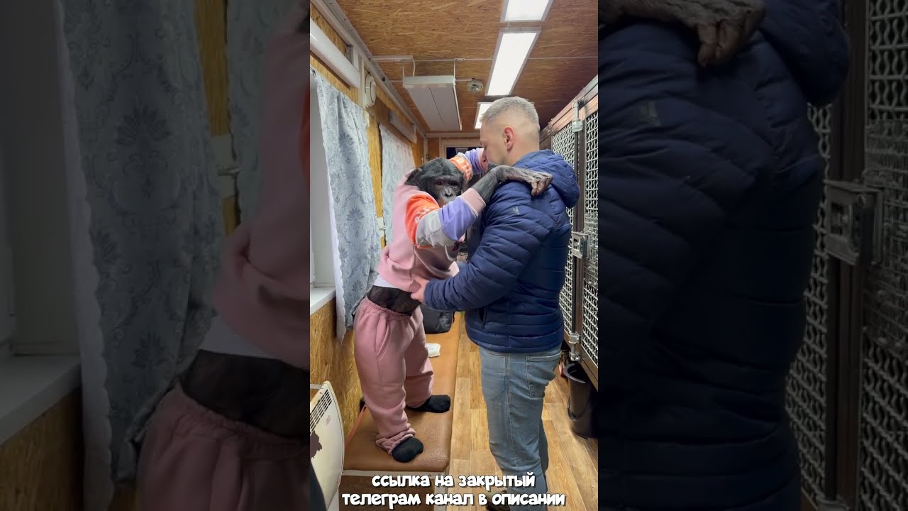 Безумный Процесс Переезда с Шимпанзе в Алматинский Цирк