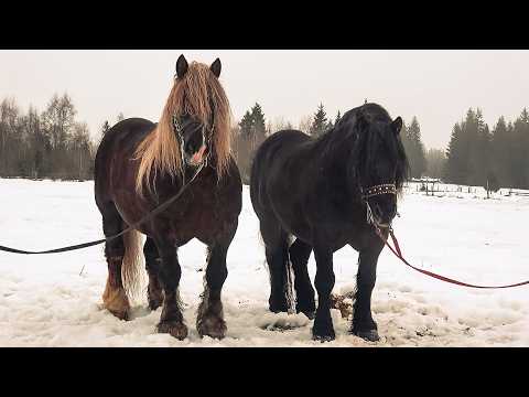 Caii lui Adi de la Marisel, Cluj - 2026 Nou!!!