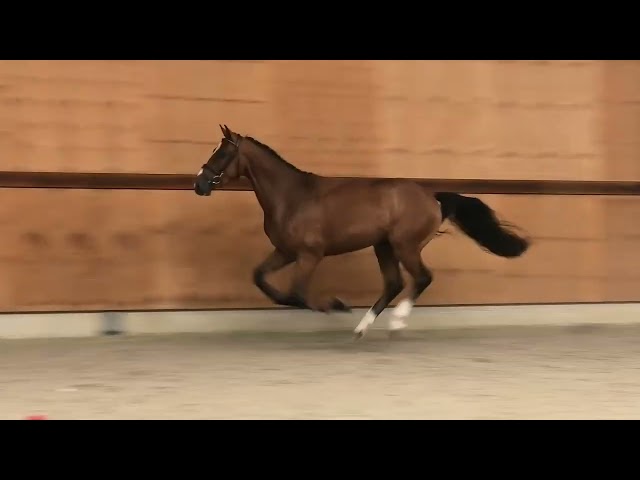 gaits