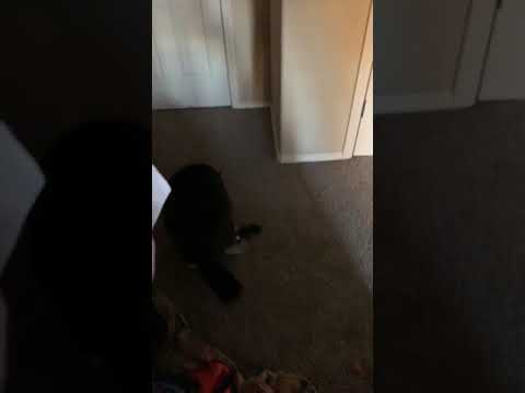 My cats are having sex