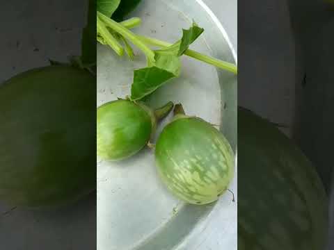 simple but testy dinner menu//#shorts #dinner #cooking