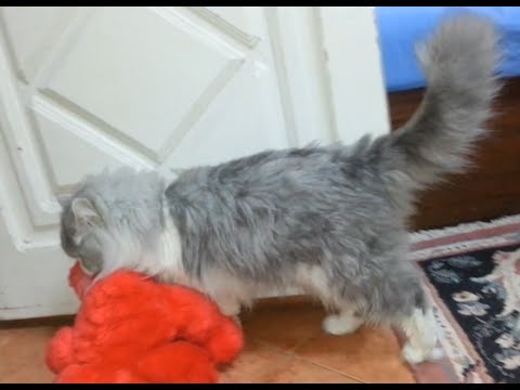 cat wants teddy Badly !