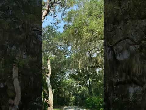 Come for a ride with me in my whip to see this fantastic parade of Ancient and Live Oaks