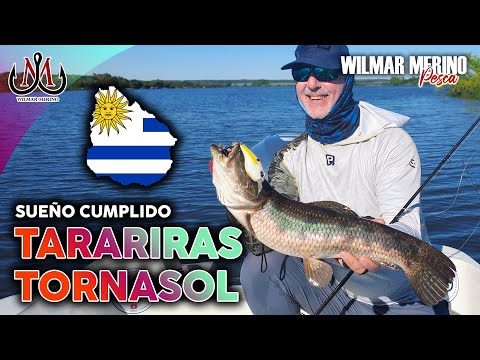TARARIRAS TORNASOLen Uruguay 🎣 Pesca Deportiva en los ríos Negro y Yi | Wilmar Merino