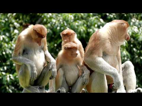 Terence Szeto - Wild Sabah