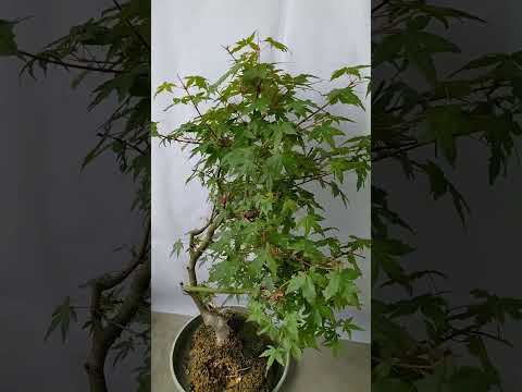 伐採 メンテナンス 盆栽 屋内 屋外 矮性木の手入れ方法 剪定