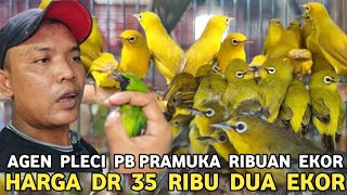 Download lagu PALING MURAH 35 RIBU DUA EKOR || RIBUAN EKOR PLECI AURI BUSTOMI PAPUA JATIM DAKBAL DI PB PRAMUKA  mp3