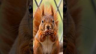 AI Story: Baby Squirrel Found in the Grass Grows Into a Red Squirrel