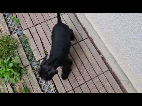 Perros Schnauzer Miniatura en venta