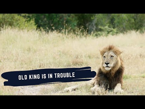 TAKEOVER MIGHT BEGIN - MATIMBA MALE MIGHT BE IN TROUBLE - TUMBELA MALES INVADE