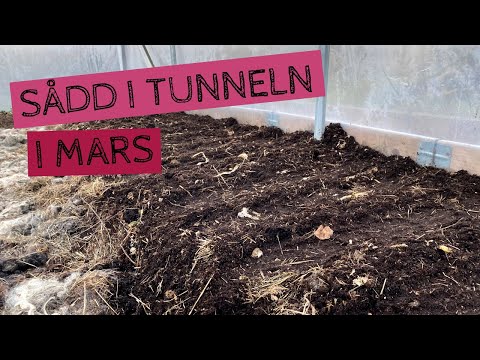 SÅDD i tunneln - Jag sår bladgrönt inför våren i tunnelväxthuset i mars