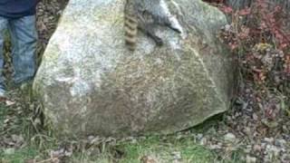 Shaw's Blue Bawlin' Kennel pups in training