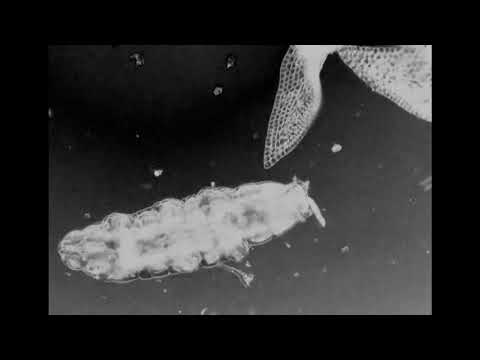 MLD  "FUTUR 2 - DISASTER SCENARIO"