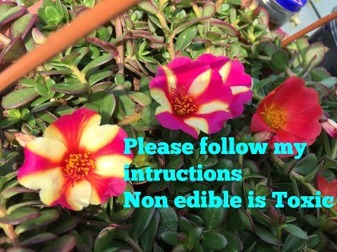 download lagu mp3 mp4 Purslane Vs Portulaca, download lagu Purslane Vs Portulaca gratis, unduh video klip Purslane Vs Portulaca