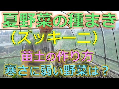 ズッキーニの種まき:こんな感じです 植物