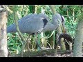 Great Blue Heron Catching Huge Fish And Eats
