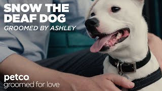 Grooming a Deaf Dog with Ashley | Petco Grooming