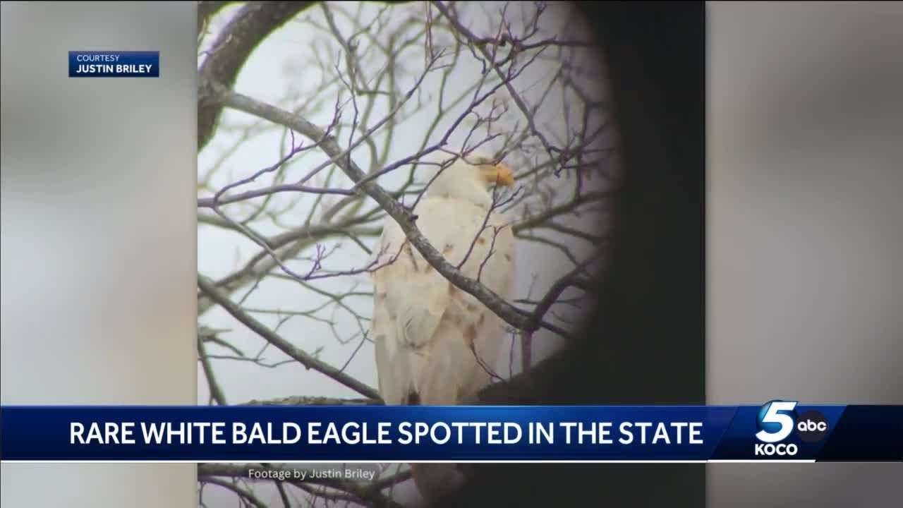 ODWC: Rare white bald eagle spotted in Oklahoma