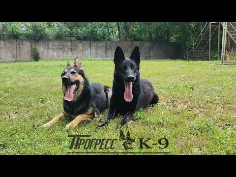 Немецкая овчарка. Німецька вівчарка. German Shepherd dog.