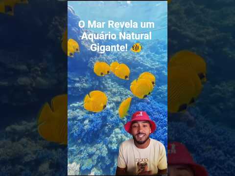 🌊 Maragogi: O Lugar Onde o Mar Desaparece por Algumas Horas! 😱