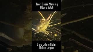 Download lagu Basic Skill of Shrimping | How do Giant Freshwater Prawn eat bait? mp3 Download lagu Basic Skill of Shrimping | How do Giant Freshwater Prawn eat bait? mp3