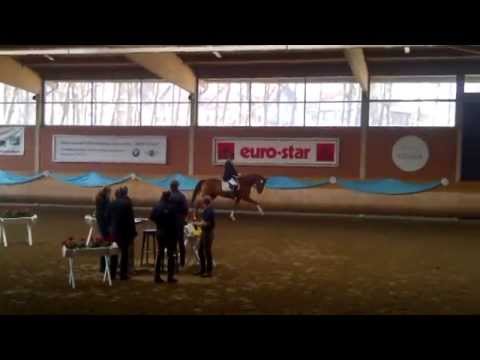 Belissima M von Belissimo M x Weltmeyer x Shogun xx Gewinnerin der Feldprüfung Wickratz, März 2014