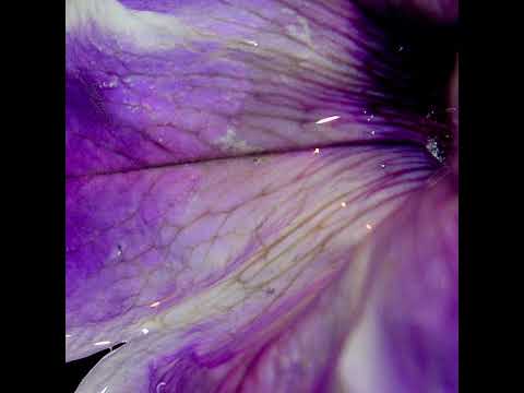 Cynthia Spiering - Endless Dreams (COURTOISY)