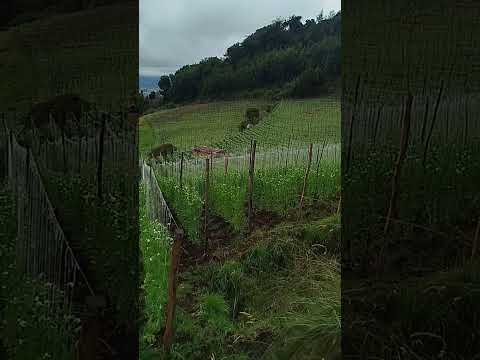 UBATÉ CUNDINAMARCA COLOMBIA