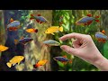 Ikan Hias Untuk Aquarium Air Tawar