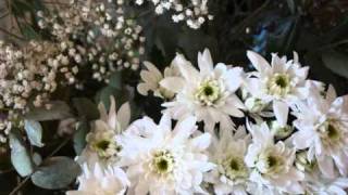 Miossec  merci pour la joie