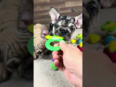 Video 1