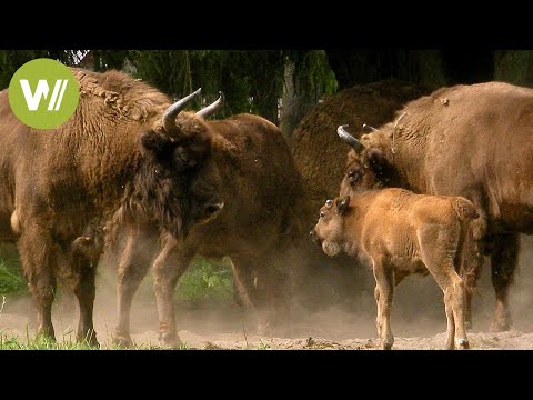 Bialowieza - Home of the Last Bison | Europe's Primeval Forests, Episode 3
