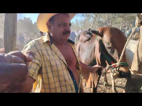 Bonitos toros en El Transito San Miguel El Salvador On 