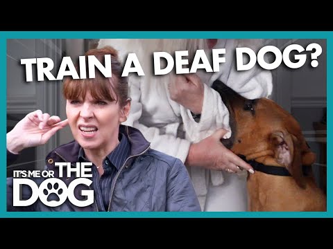 Victoria Teaches Owners How to Train a Deaf Dog | It's Me or The Dog