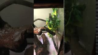 Veiled Chameleon Reptiles Videos