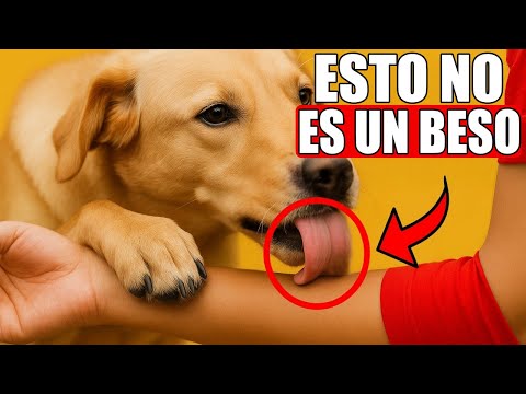 The Real Reason Dogs Lick You (It Will Surprise You)