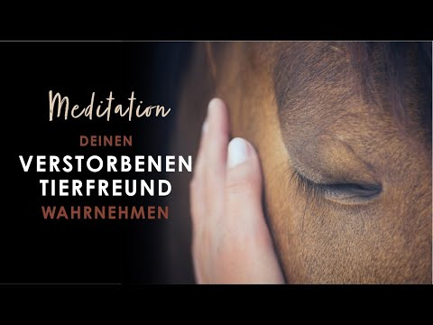 In Präsenz mit deinem verstorbenen Tierfreund sein - Geführte Meditation | Tierkommunikation