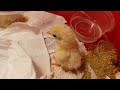 Elmo The Baby Dwarf Chicken Smallest Chicken Breed In The World Serama Chicken