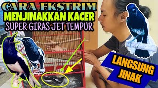 Download lagu INI DIA ⁉️ CARA EKSTRIM MENJINAKKAN KACER GIRAS CEPAT JINAK JINAK || Qinara Banyuwangi mp3 Download lagu INI DIA ⁉️ CARA EKSTRIM MENJINAKKAN KACER GIRAS CEPAT JINAK JINAK || Qinara Banyuwangi mp3