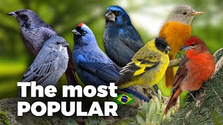 Download lagu Top 30 Brazilian Birds You Need to Know Today mp3