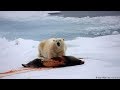 National Geographic I The Danger Of Polar Bears I Nat Geo Documentary