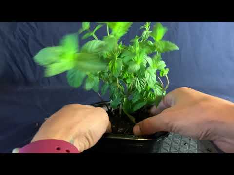 Mint Grove Landscape - August 2020