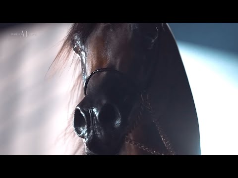 👑 EKS ALIHANDRO 👑 Senior Stallion Contender, 2022 KIAHF