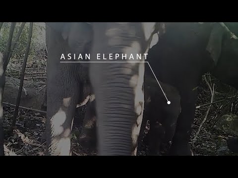 Help Rangers Protect Endangered Cambodian Wildlife