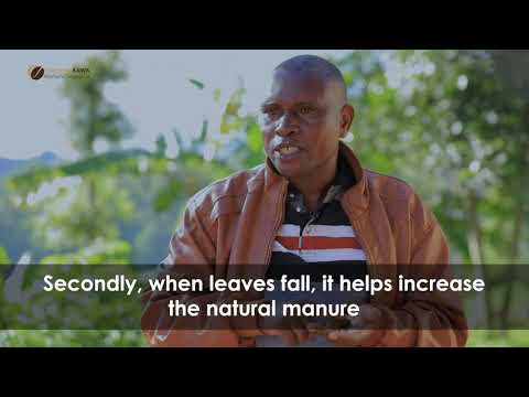  'A dive into the brewery of the Rwandan Coffee' | AbakundaKawa