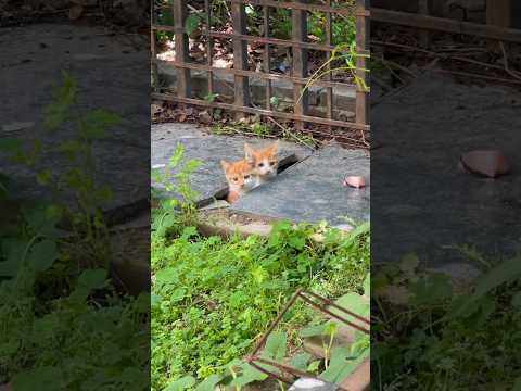 Healing My Burnout: How a Stray Kitty Family Saved Me 🐾💕